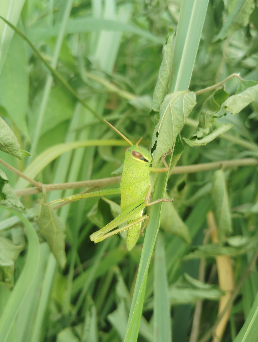 AMRAAM_beetle's tweet photo. #クワガタ  #昆虫  #カマキリ   #イナゴ
今日のこんちう https://t.co/RkKshyY6BN