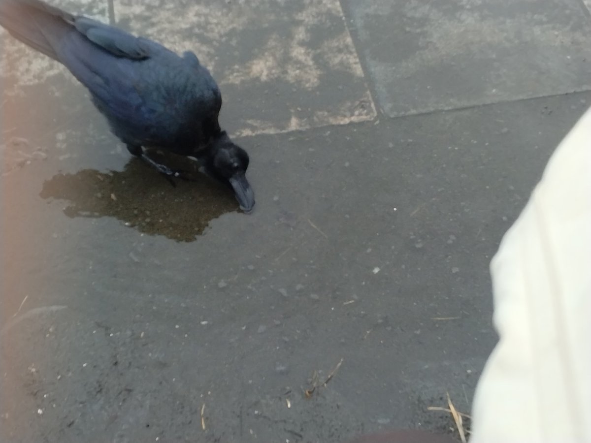 masami_chan86's tweet photo. 浜辺の段に座ってボーッとメンバーからのお祝い動画とか観てたら、目の前にカラスがやって来て、超近くて怖っと思ったけど水飲む姿が可愛くて怖さどっか行ったw https://t.co/UBWPel6mxC