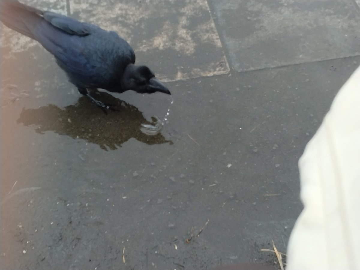 masami_chan86's tweet photo. 浜辺の段に座ってボーッとメンバーからのお祝い動画とか観てたら、目の前にカラスがやって来て、超近くて怖っと思ったけど水飲む姿が可愛くて怖さどっか行ったw https://t.co/UBWPel6mxC