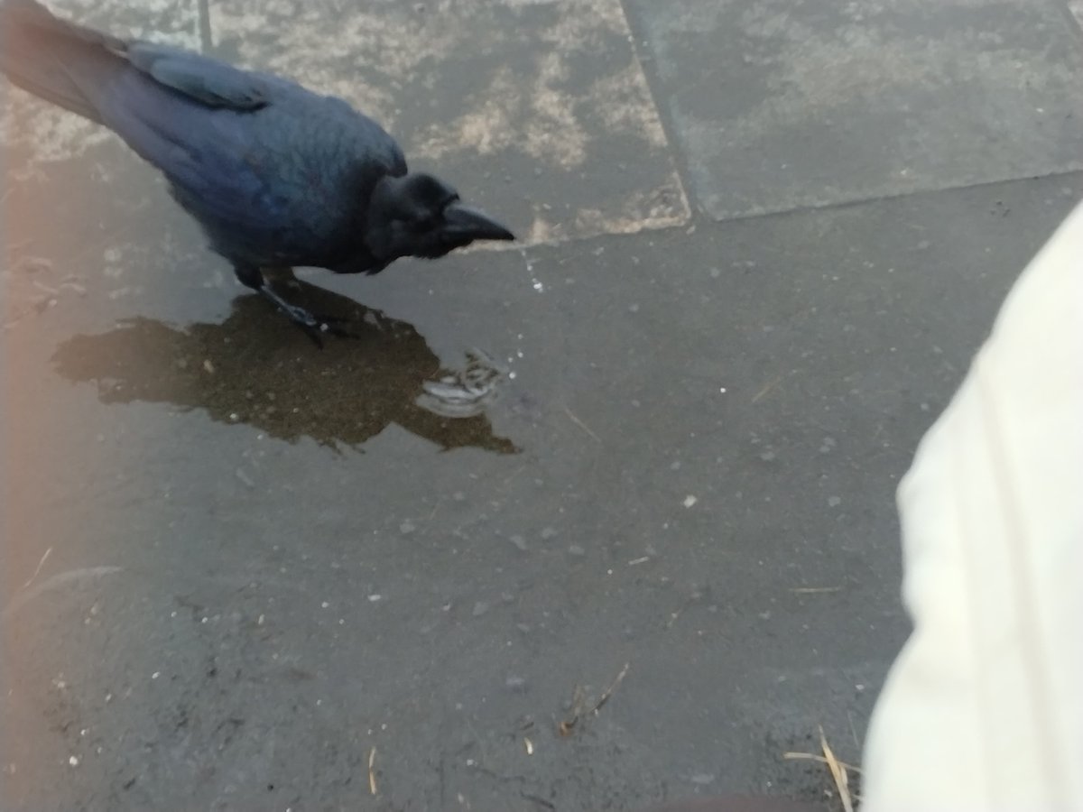 masami_chan86's tweet photo. 浜辺の段に座ってボーッとメンバーからのお祝い動画とか観てたら、目の前にカラスがやって来て、超近くて怖っと思ったけど水飲む姿が可愛くて怖さどっか行ったw https://t.co/UBWPel6mxC