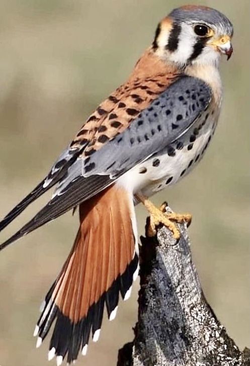 vivaneil1234's tweet photo. Kestrel. https://t.co/ZXpUu6A1qg