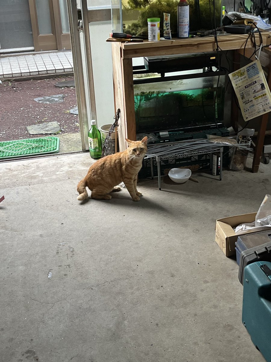 grandiayuki's tweet photo. 昨夜の「粋や」の女将さんのはからいでお店でとっても美味しかったくさやの杉浦水産加工さんを紹介して頂き、卸販売はしてらっしゃらないのに快く買わせて頂きました☺️これが旅だよなー。出会い^ ^ありがとうございました！

#八丈島 https://t.co/70hKtk0qTG