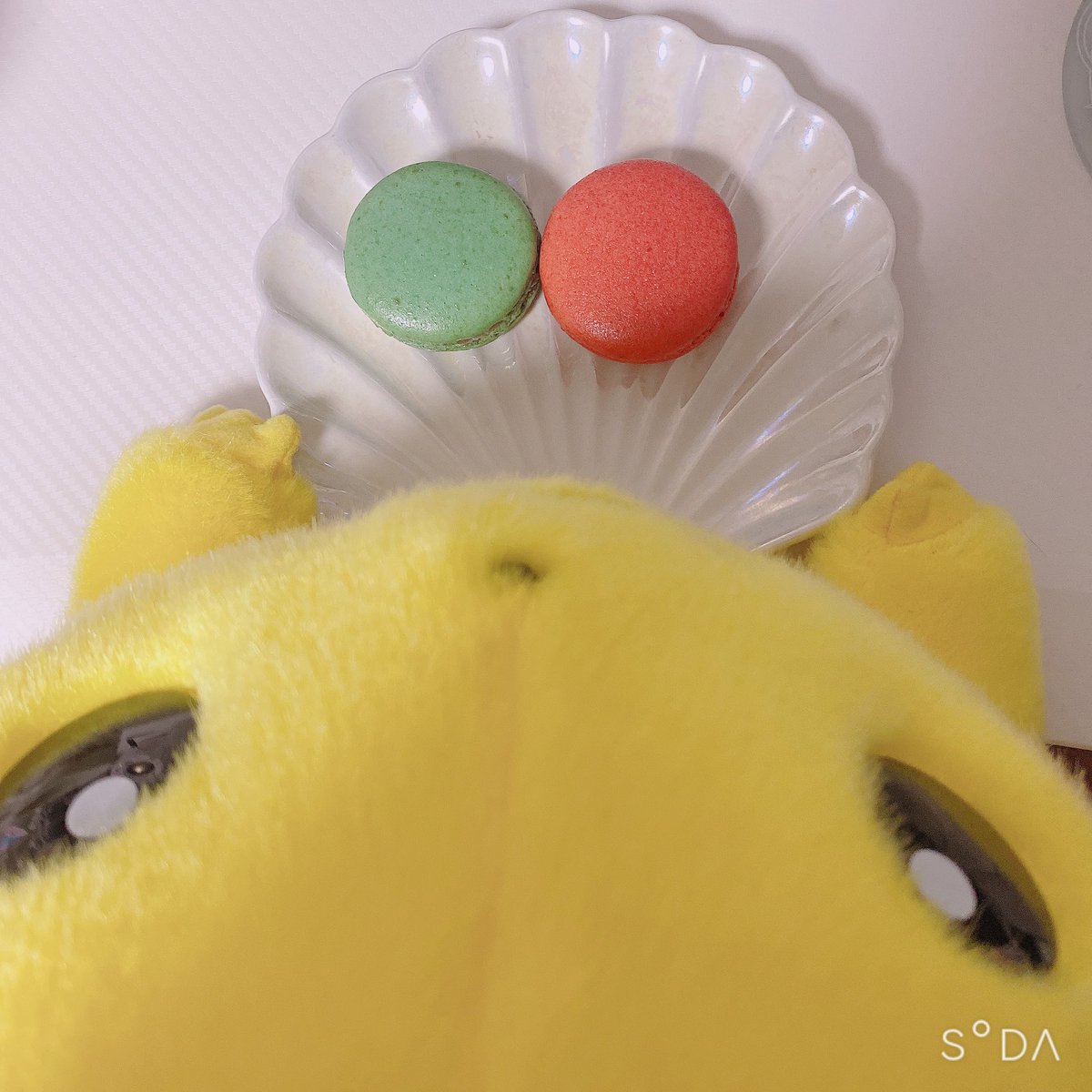 492to495's tweet photo. マカロンちゃ〜♡♡ https://t.co/oaOMJkIpiI