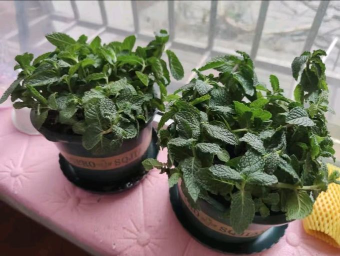 longgrady160070's tweet photo. My tiny balcony now has a little herb garden  Turned empty space into fresh mint and basil for cooking—small wins hit different! https://t.co/7Nvl1geYnw
