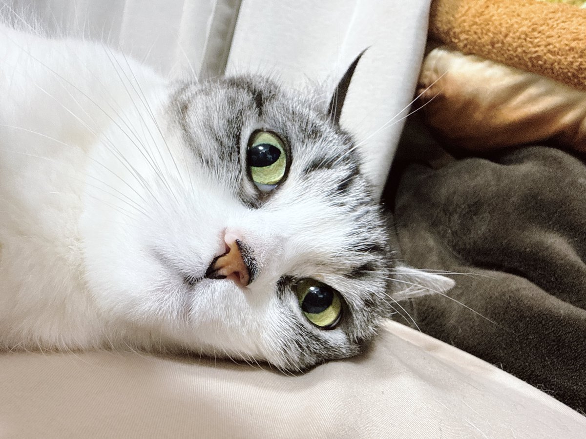 eoheoh_out's tweet photo. 今日のねこ https://t.co/n5FKPTR6OG
