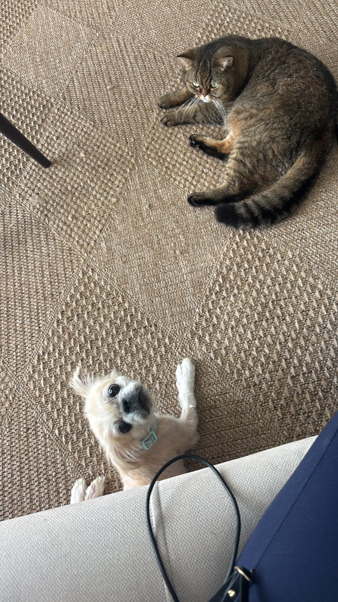 pittyperest's tweet photo. Bu bebeğe yuva arıyorum. Onu kötü şartlardan aldılar muhtemelen bi zamanlar birilerinin parayla satın alındığı bir köpekti sonra kâğıt toplayıcıların eline düşmüş. Ellerinden alındığında berbat bir haldeydi. Epey toparladı. Kedilerle anlaşabilir onunla ilgilenen insanla bağ kurar https://t.co/JObi5rLs6W