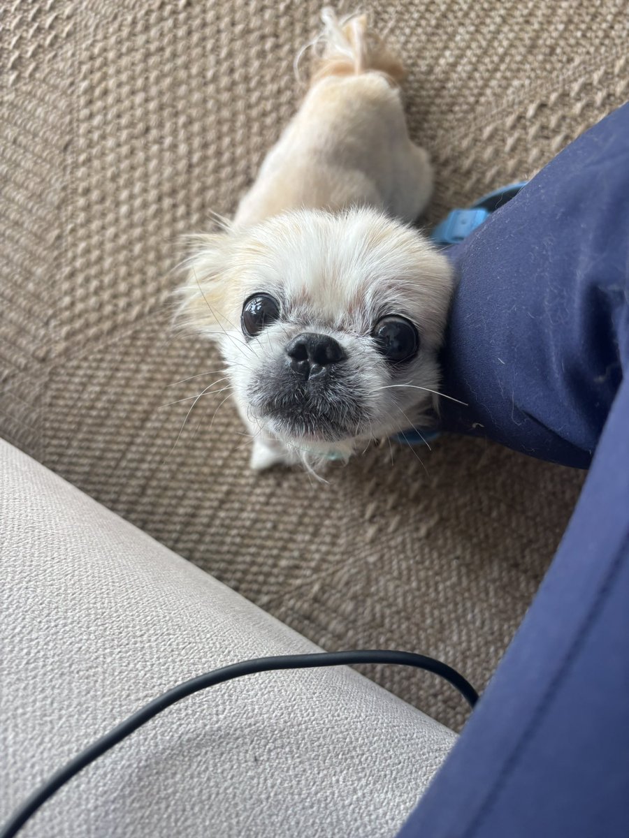 pittyperest's tweet photo. Bu bebeğe yuva arıyorum. Onu kötü şartlardan aldılar muhtemelen bi zamanlar birilerinin parayla satın alındığı bir köpekti sonra kâğıt toplayıcıların eline düşmüş. Ellerinden alındığında berbat bir haldeydi. Epey toparladı. Kedilerle anlaşabilir onunla ilgilenen insanla bağ kurar https://t.co/JObi5rLs6W