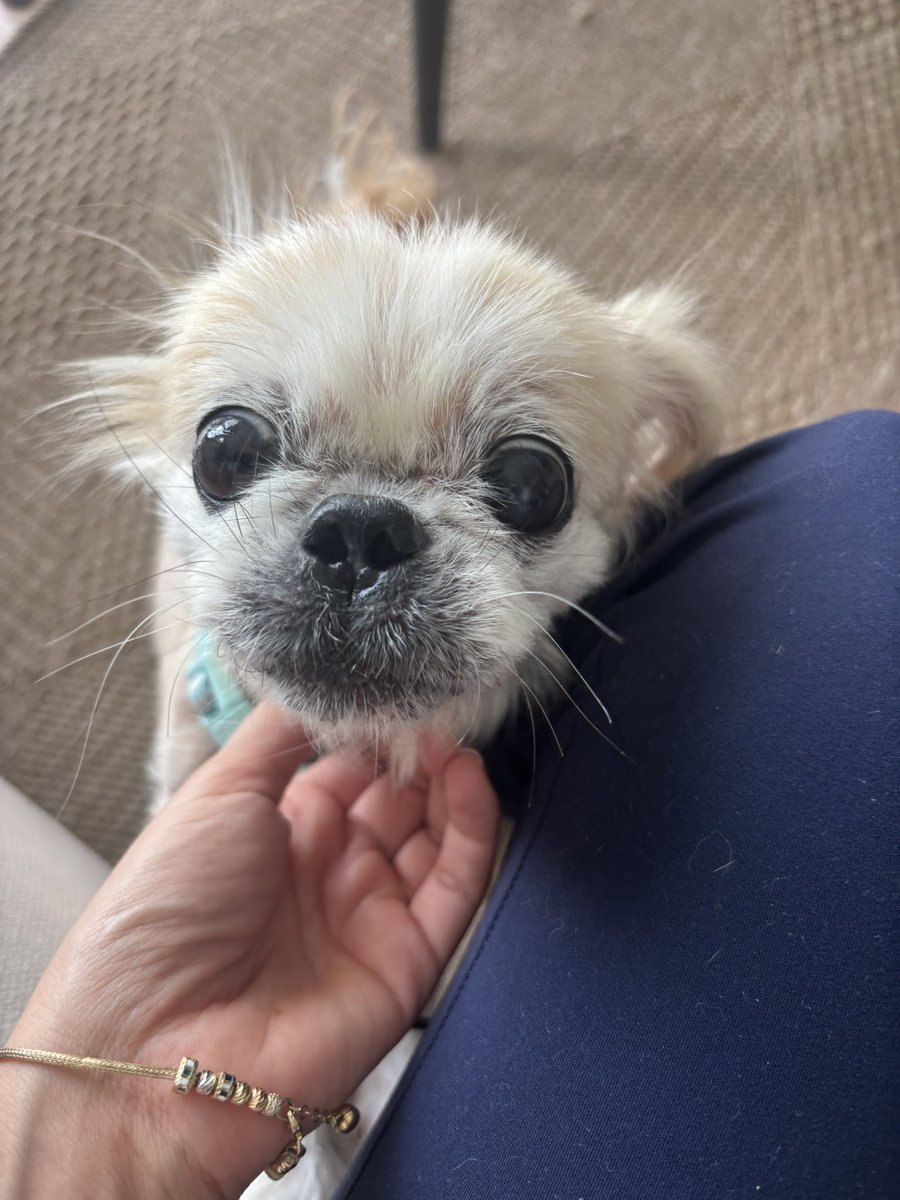 pittyperest's tweet photo. Bu bebeğe yuva arıyorum. Onu kötü şartlardan aldılar muhtemelen bi zamanlar birilerinin parayla satın alındığı bir köpekti sonra kâğıt toplayıcıların eline düşmüş. Ellerinden alındığında berbat bir haldeydi. Epey toparladı. Kedilerle anlaşabilir onunla ilgilenen insanla bağ kurar https://t.co/JObi5rLs6W