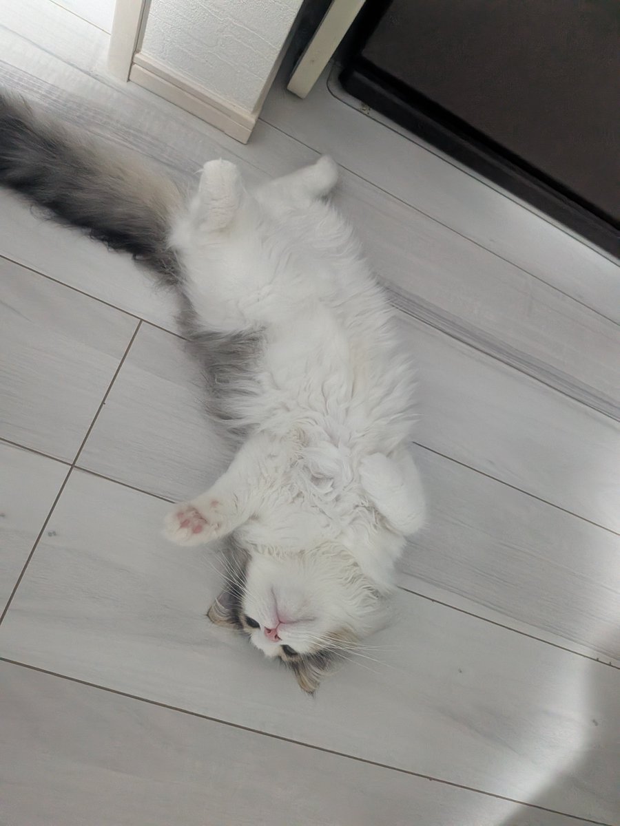 zk_tn's tweet photo. こねこがあらわれた！
#ノルジャン https://t.co/Y07akHQj6b