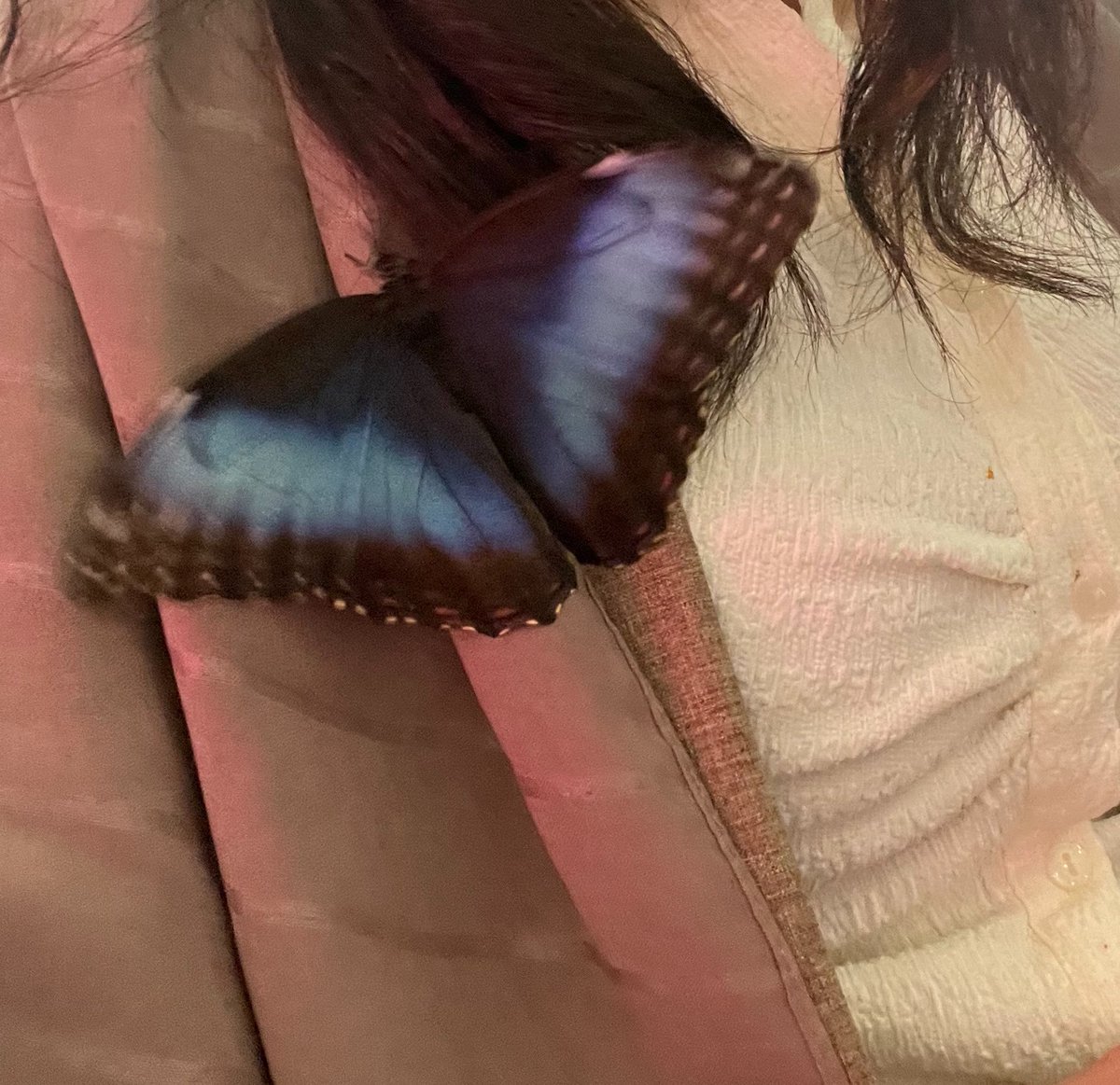 Swan0_7's tweet photo. 🦋🦋 https://t.co/mvhcTixqkq
