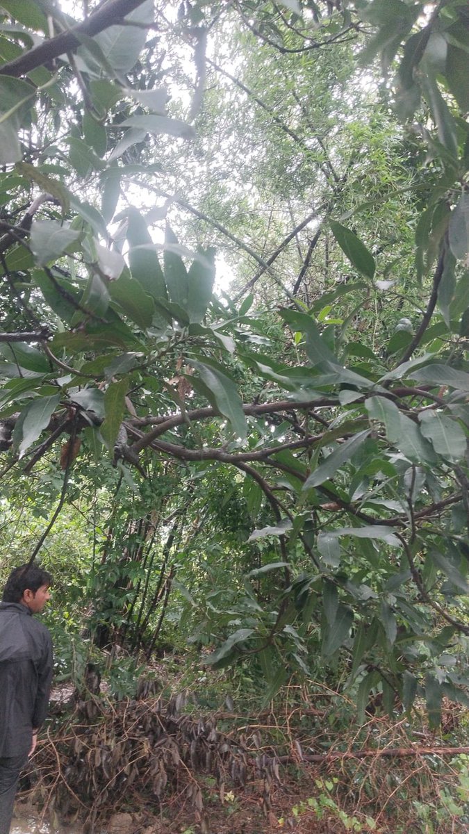 mvvnlAyodhya's tweet photo. विद्युत वितरण खंड रुदौली के उपकेंद्र रुदौली तहसील के अंतर्गत तेज आंधी में क्षतिग्रस्त खंभों व लाइनो पर मेंटेनेंस का कार्य किया जा रहा है।
@aksharmaBharat
@EMofficeUP
@ChiefSecyUP
@UPPCLLKO
@UppclChairman
@MVVNLHQ
@ChiefAyodhya
#shutdown
#breakdown https://t.co/KHPnm6GrjW