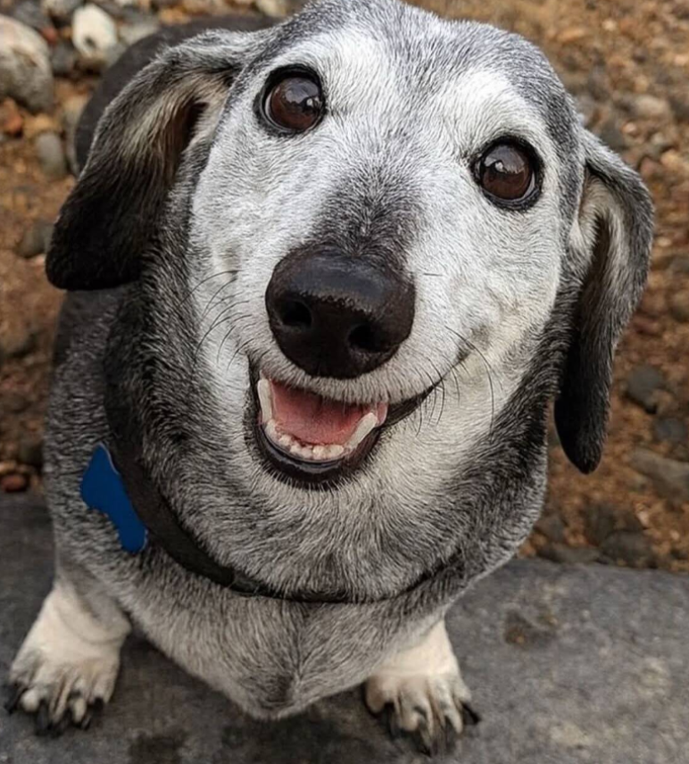 TweeetsOfDogs's tweet photo. Never Forget Old Dogs Are Beautiful Too ❤️ https://t.co/datZwk8Iac