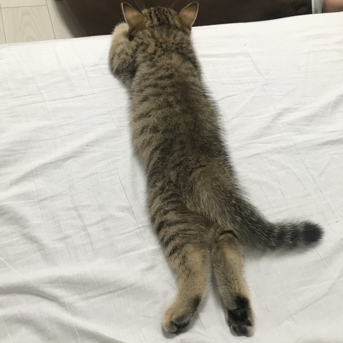MiniraDiary's tweet photo. 数秒前まで遊んでたのに急に行き倒れたように寝る子猫時代、可愛すぎる https://t.co/bcTp6D639q