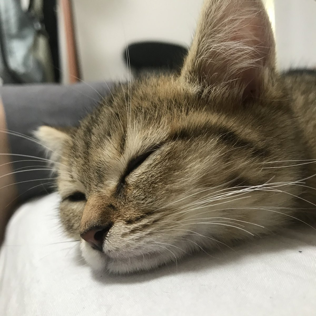 MiniraDiary's tweet photo. 数秒前まで遊んでたのに急に行き倒れたように寝る子猫時代、可愛すぎる https://t.co/bcTp6D639q