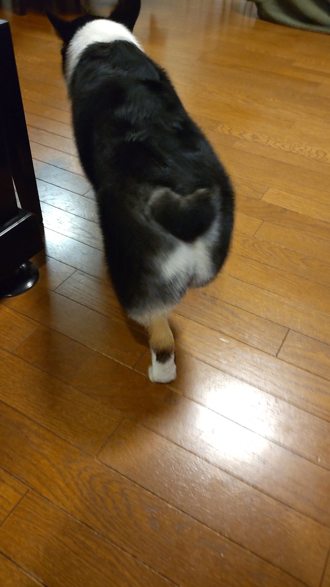 fumituki2709's tweet photo. イヌケツハート https://t.co/hrt3C6nLKd