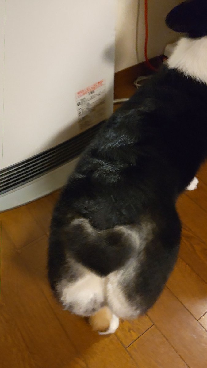 fumituki2709's tweet photo. イヌケツハート https://t.co/hrt3C6nLKd