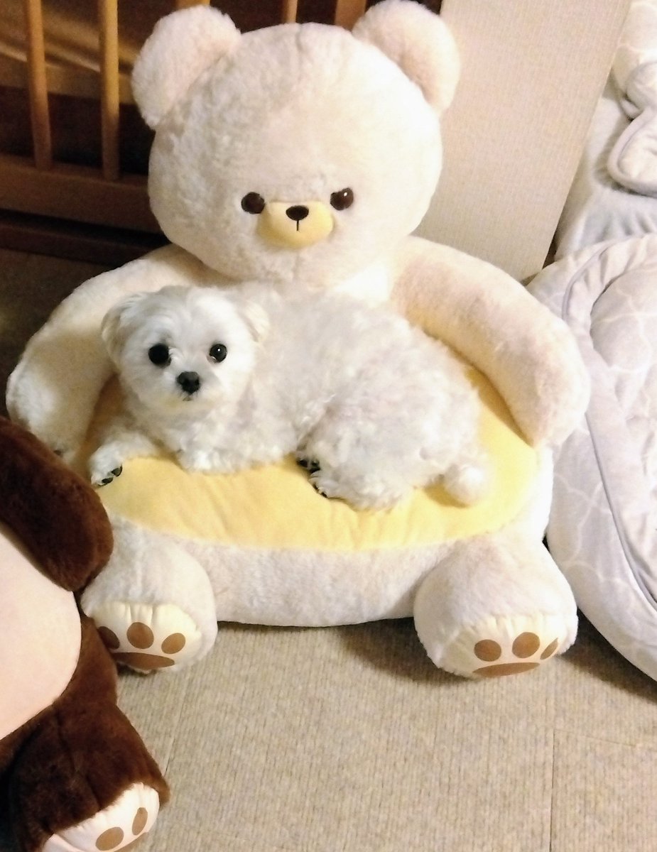 kina0531's tweet photo. とろろが子グマ🐻‍❄️に見えてきた。 https://t.co/QQuPnXGHx8
