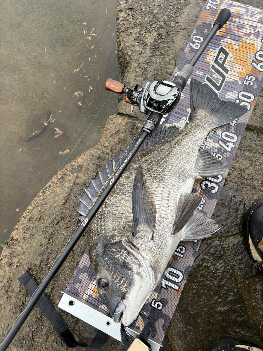 X67460045's tweet photo. 今日はめっちゃ久しぶりのフリーリグチニング🎣
あんまり釣れないかと思ってたけど、普通に釣れました🐟
久しぶりにやるとたのしー https://t.co/EsIUjkGRbM
