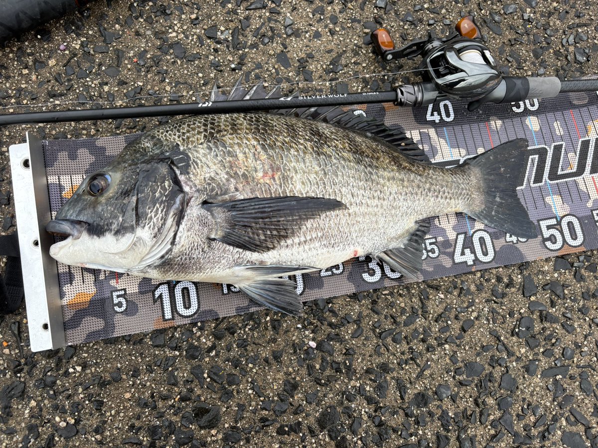 X67460045's tweet photo. 今日はめっちゃ久しぶりのフリーリグチニング🎣
あんまり釣れないかと思ってたけど、普通に釣れました🐟
久しぶりにやるとたのしー https://t.co/EsIUjkGRbM