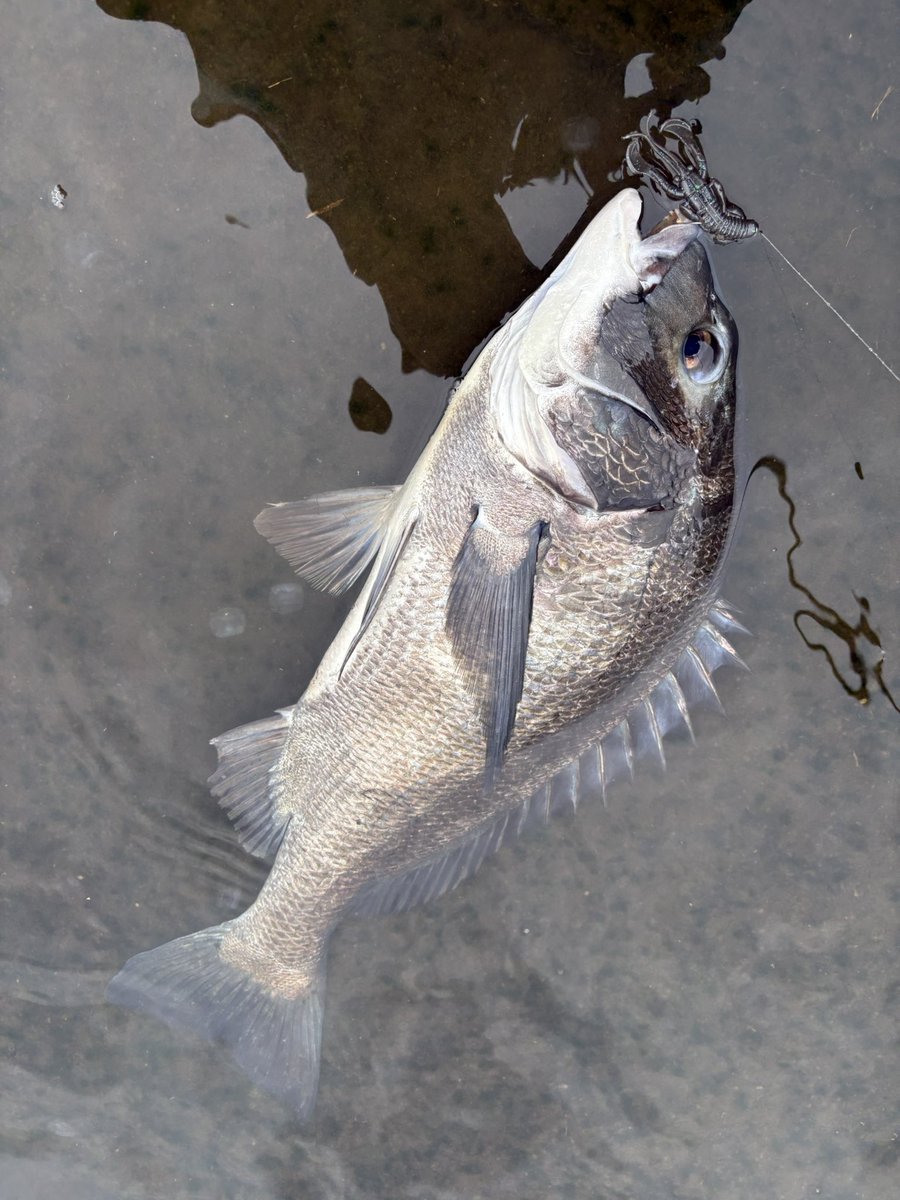 X67460045's tweet photo. 今日はめっちゃ久しぶりのフリーリグチニング🎣
あんまり釣れないかと思ってたけど、普通に釣れました🐟
久しぶりにやるとたのしー https://t.co/EsIUjkGRbM