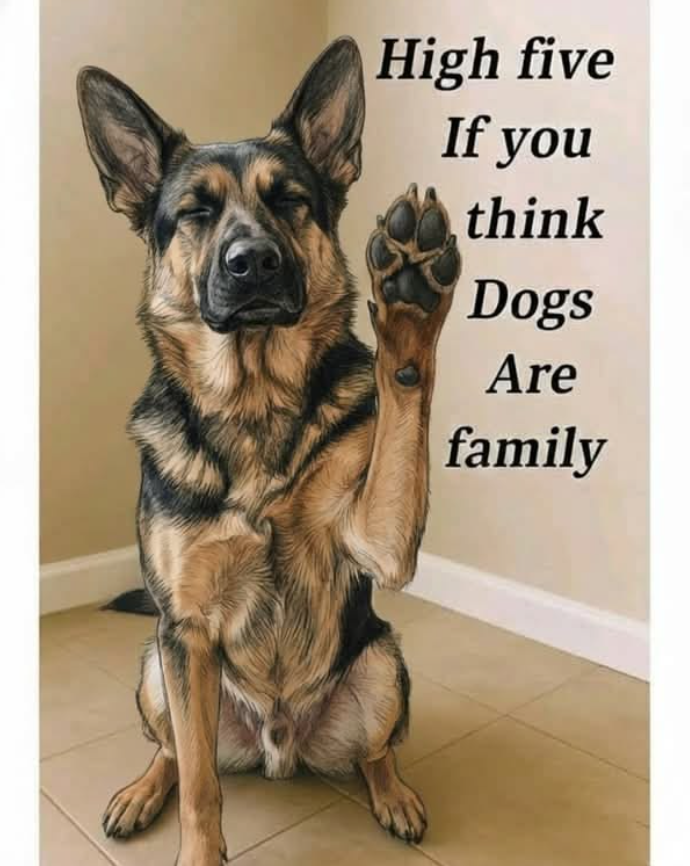 BestinDogs's tweet photo. ❤️ https://t.co/gYgbbQ7i20