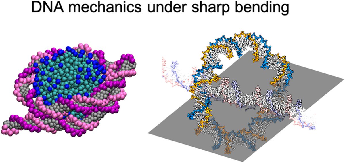 Bkcs_Official's tweet photo. How does DNA behave when sharply bent at the nanoscale?
Yeonho Song and Jun Soo Kim explore the structure and dynamics of highly bent DNA through molecular dynamics simulations.
#BKCS #DNA #MolecularDynamics #ComputationalChemistry https://t.co/PxXLgmL2WO https://t.co/B9iWrwhr6I