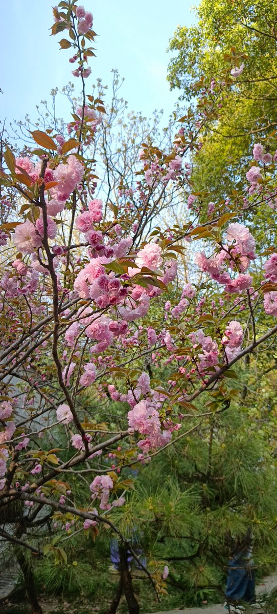 BethelPilloud's tweet photo. Just arrived in Kyoto for a 3-day cherry blossom trip! The pink petals floating down as I walk to the temple already make this weekend perfect. https://t.co/wrm4E4BVm1
