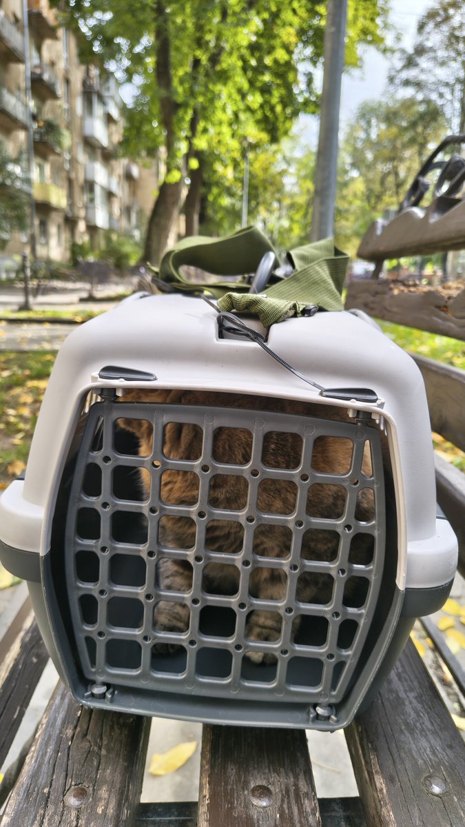 Vaskha's tweet photo. Носила Мишу на вакцинацію, робить вигляд, що мене не знає. А в мене, між іншим, ледь руки не відпали від її 6+ кг https://t.co/mtMDmtgfeO