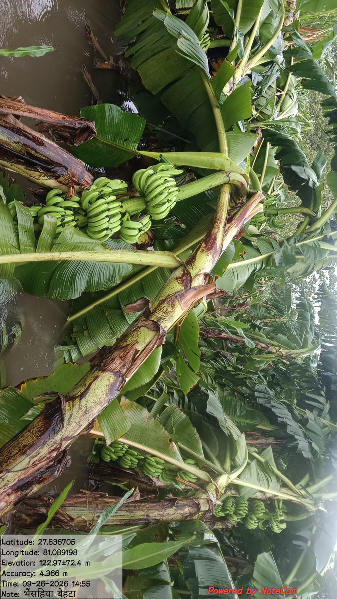 SumitRa08271160's tweet photo. लखीमपुर खीरी (भैसहिया बेहटा) में भारी बारिश और जलभराव के कारण केले की फसल पूरी तरह बर्बाद हो गई है। फसल बीमा का प्रीमियम समय पर भरा गया था। कृपया जल्द से जल्द सर्वे कराकर उचित मुआवजा दिलाने की कृपा करें। https://t.co/yzEUybdzCW