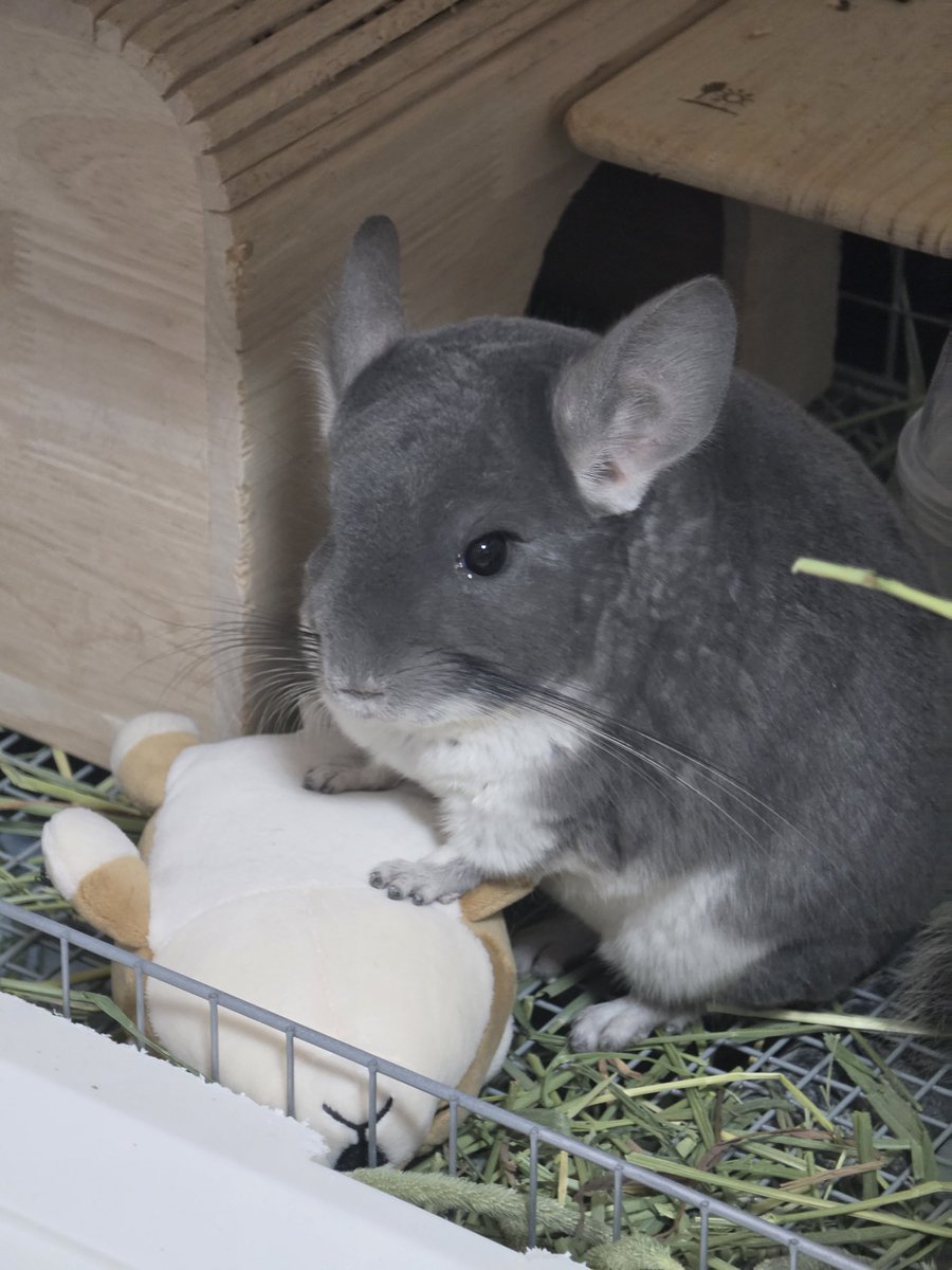 MATO0422's tweet photo. みぃ〜たぁ〜なぁ〜〜
 #チンチラ
 #チンチラのいる暮らし 
 #こはくくん https://t.co/Yvun8TYkQO