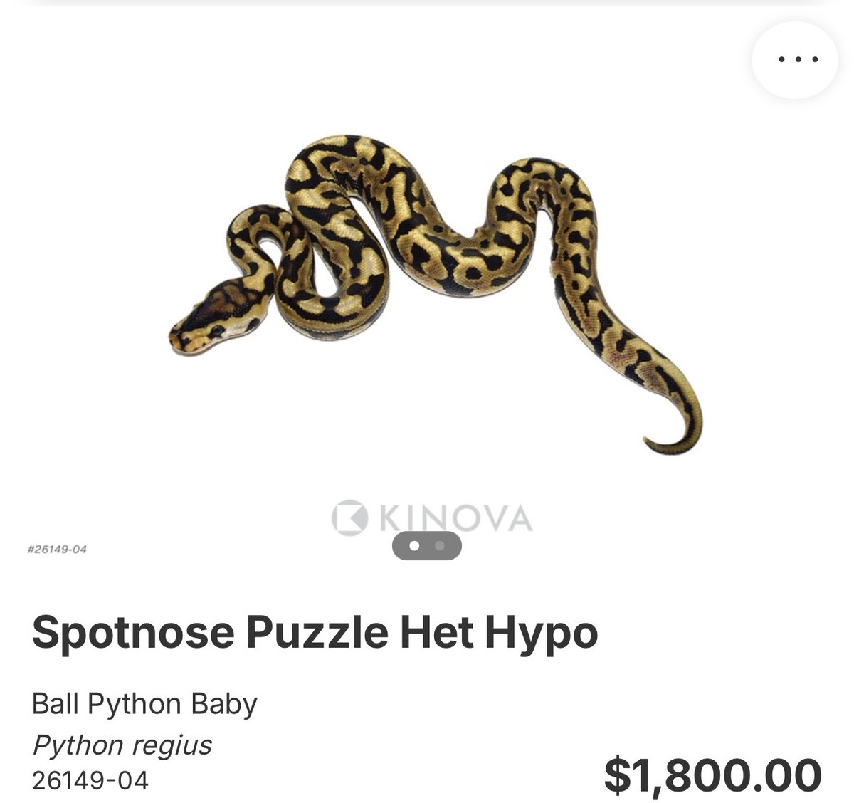 06importservice's tweet photo. 【KINOVA】

0.1 Spotnose Puzzle Het Hypo

¥319,659円

個体セレクトのご相談も可能です。
お問い合わせは、公式LINEより承っております。

#KINOVA
#ボールパイソン代行輸入便
#ボールパイソン
#Ballpython
#06shockwave https://t.co/39M47syCKw