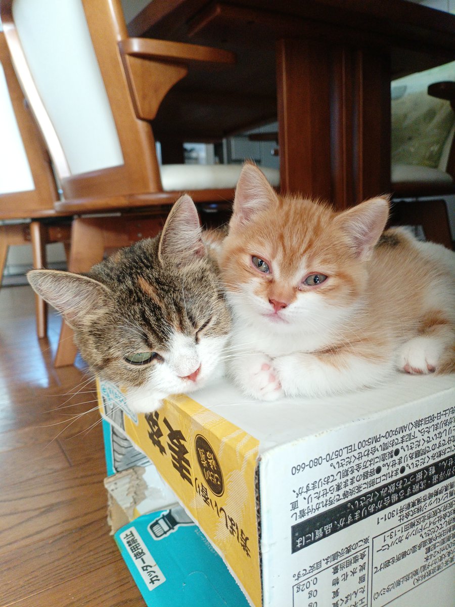 cathousetantan's tweet photo. 今日の子猫
茶トラきょうだいたちはいつもお母さんを追いかけてる甘えん坊、ご飯もトイレもバッチリなのでそろそろ卒乳してほしいのですが😅
甘えん坊たちに会いに来てください！
■短足ちゃん
https://t.co/fVzBxnNQv2
■茶トラくん
https://t.co/1nQDiVYwbR https://t.co/rte2P6hWDm
