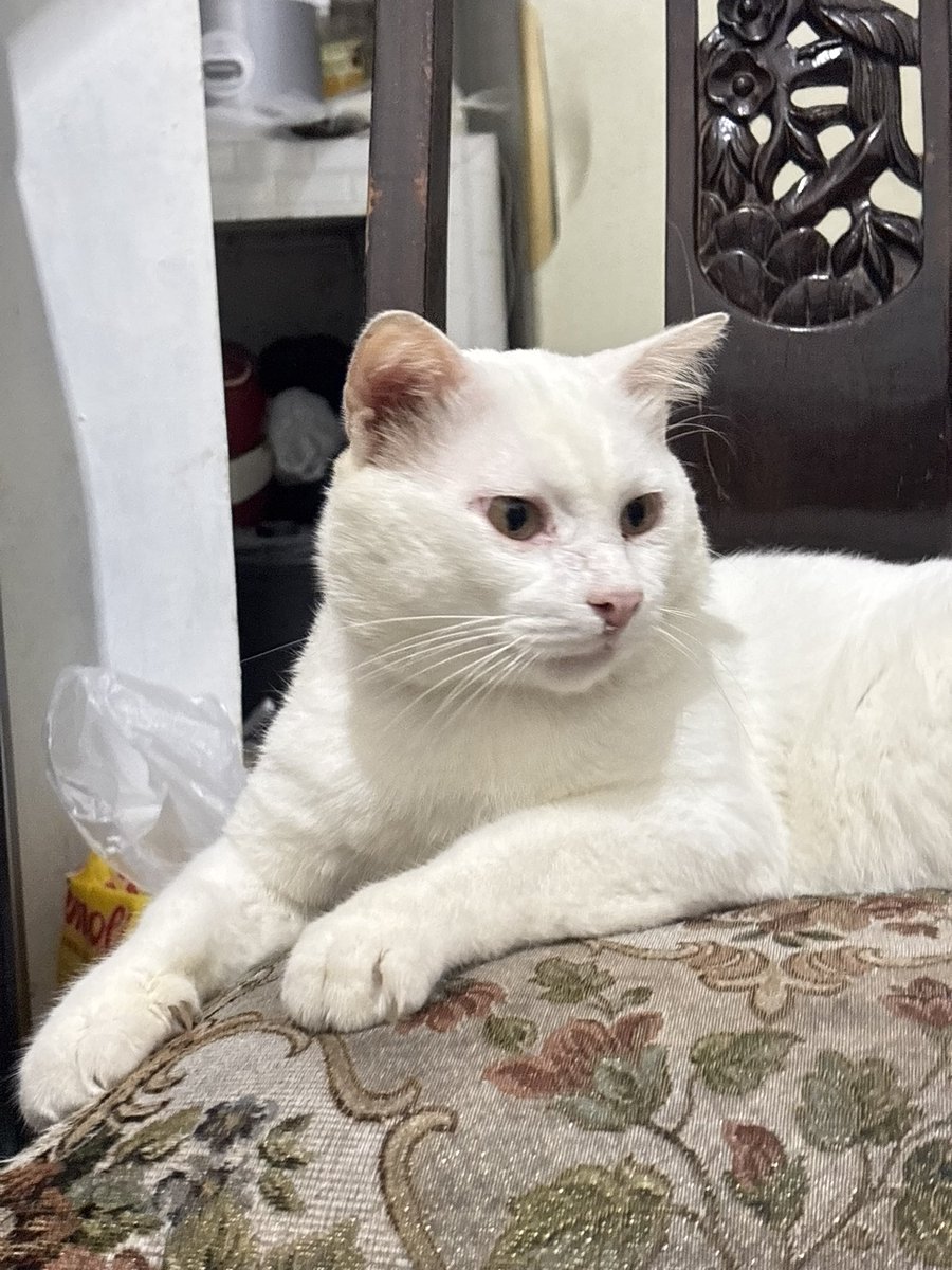 beautiaf's tweet photo. kucingku baru bangun tidur dia belekan tapi tetep perkasa.😼 https://t.co/2iebKWzbQQ