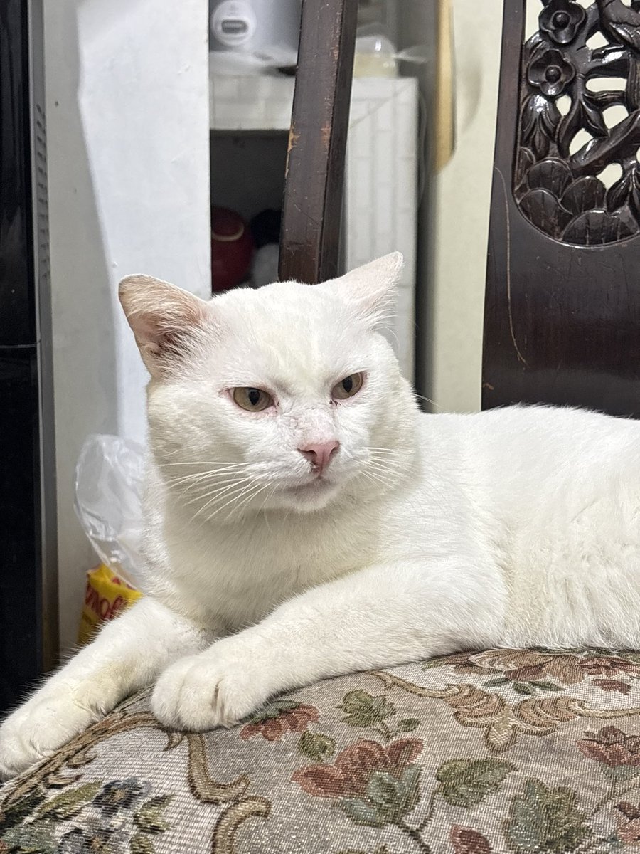 beautiaf's tweet photo. kucingku baru bangun tidur dia belekan tapi tetep perkasa.😼 https://t.co/2iebKWzbQQ
