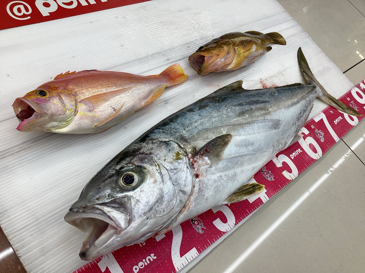 point_yugawa's tweet photo. 皆さま、こんにちは😃
小倉湯川店です。
本日、お客様より
ヒラマサのお持ち込みを頂きました！ https://t.co/8yIvI3WjJZ