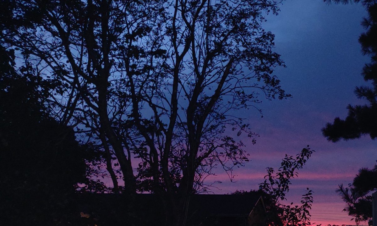 Tank_The_Artist's tweet photo. Sunset from last night.

#photography #sunset #sky #tree #trees https://t.co/kczOSysvR2