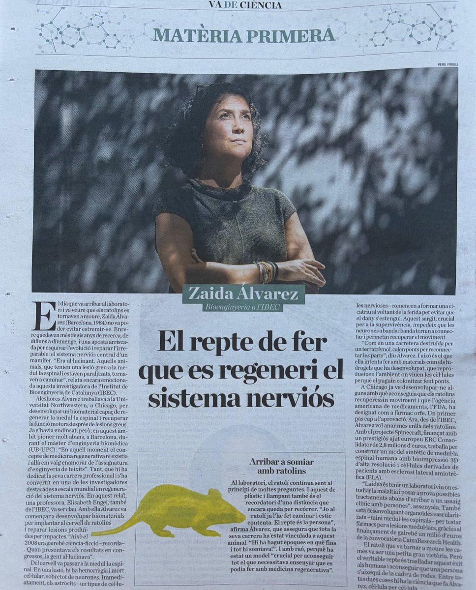 zaidalpi's tweet photo. Our group’s work featured in today’s @diariARA ! A full-page interview with Zaida Álvarez on the challenge of regenerating the nervous system.
@zaidaalvarezpinto @ibecbarcelona @ERC_Research @PCB_UB @iCERCA @_BIST https://t.co/ZDjoDrKBtf