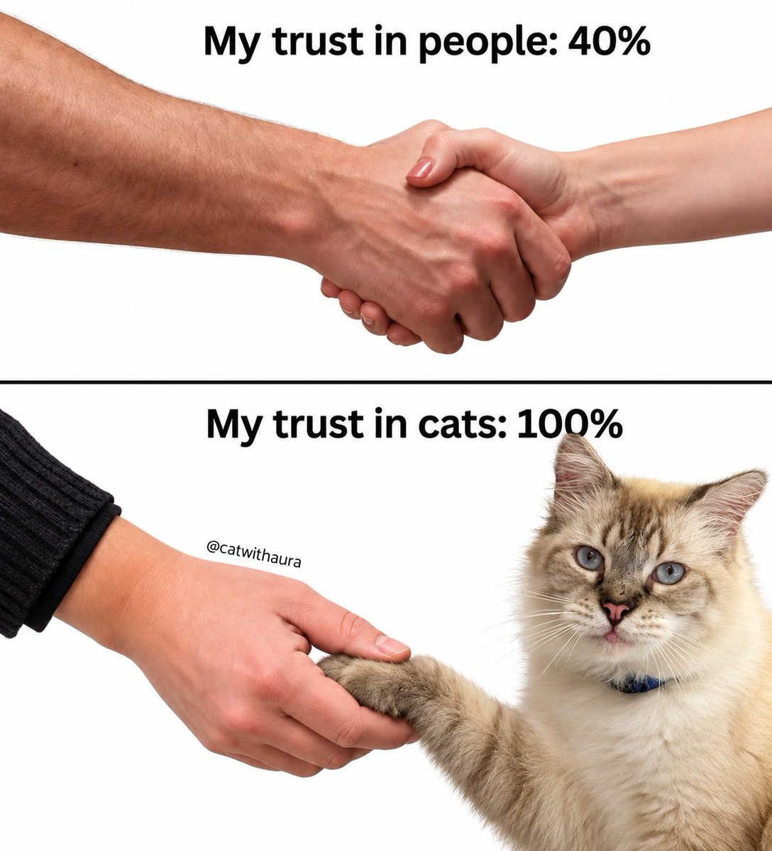 catwithaura's tweet photo. https://t.co/tw9pa1JQPd