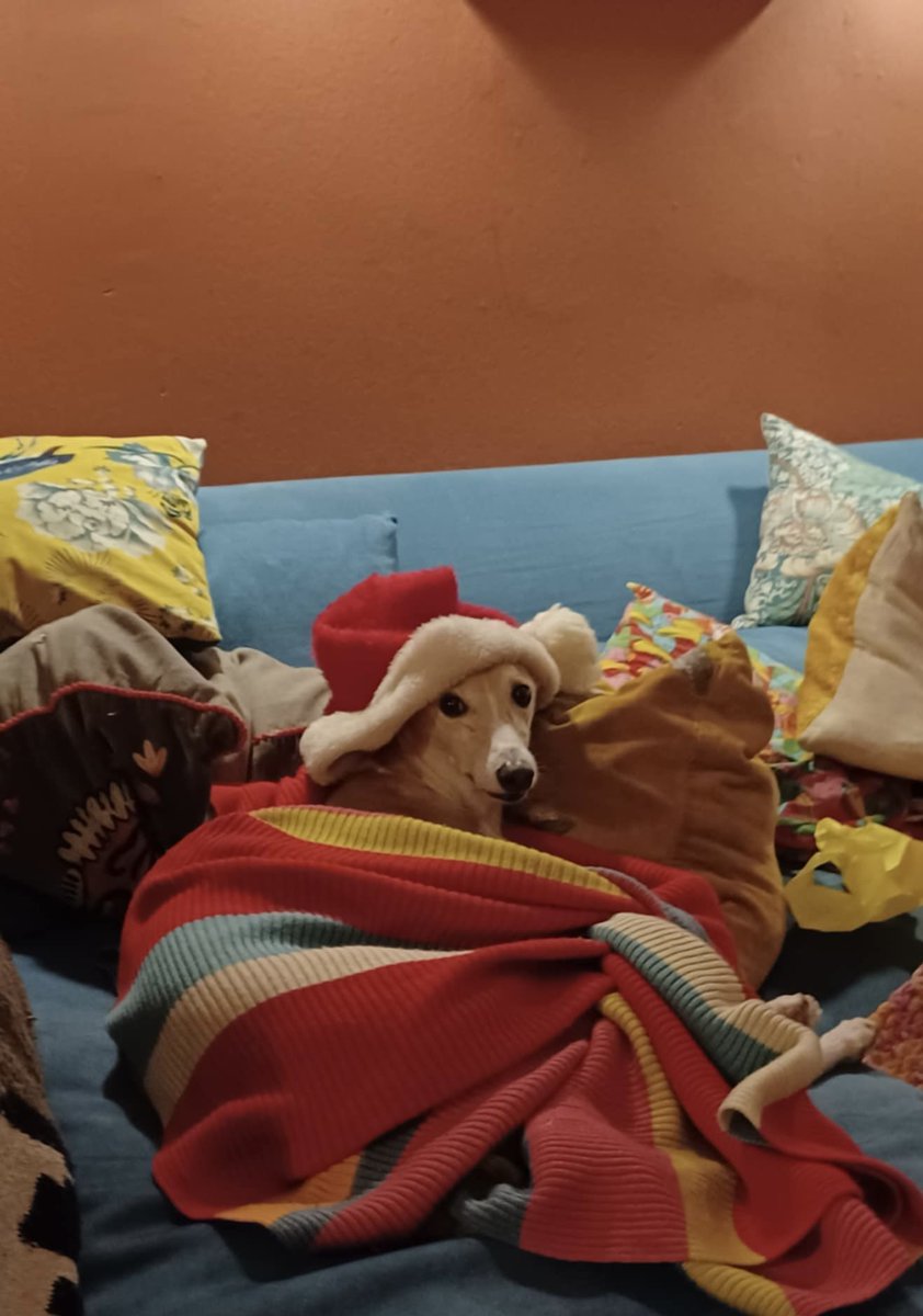 kiasazand's tweet photo. @DailyPicTheme2 Chip the whippet surrounded by #upliftingcolours last Christmas. #DailyPictureTheme https://t.co/CdfJGxUm3y