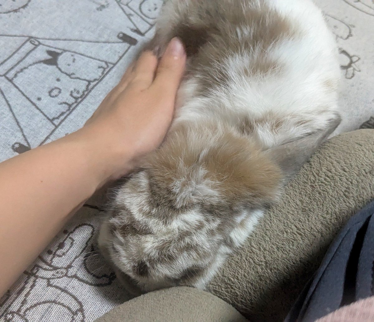 omoti402's tweet photo. #国際うさぎの日 らしい🐰 https://t.co/SgkDU7dMxk
