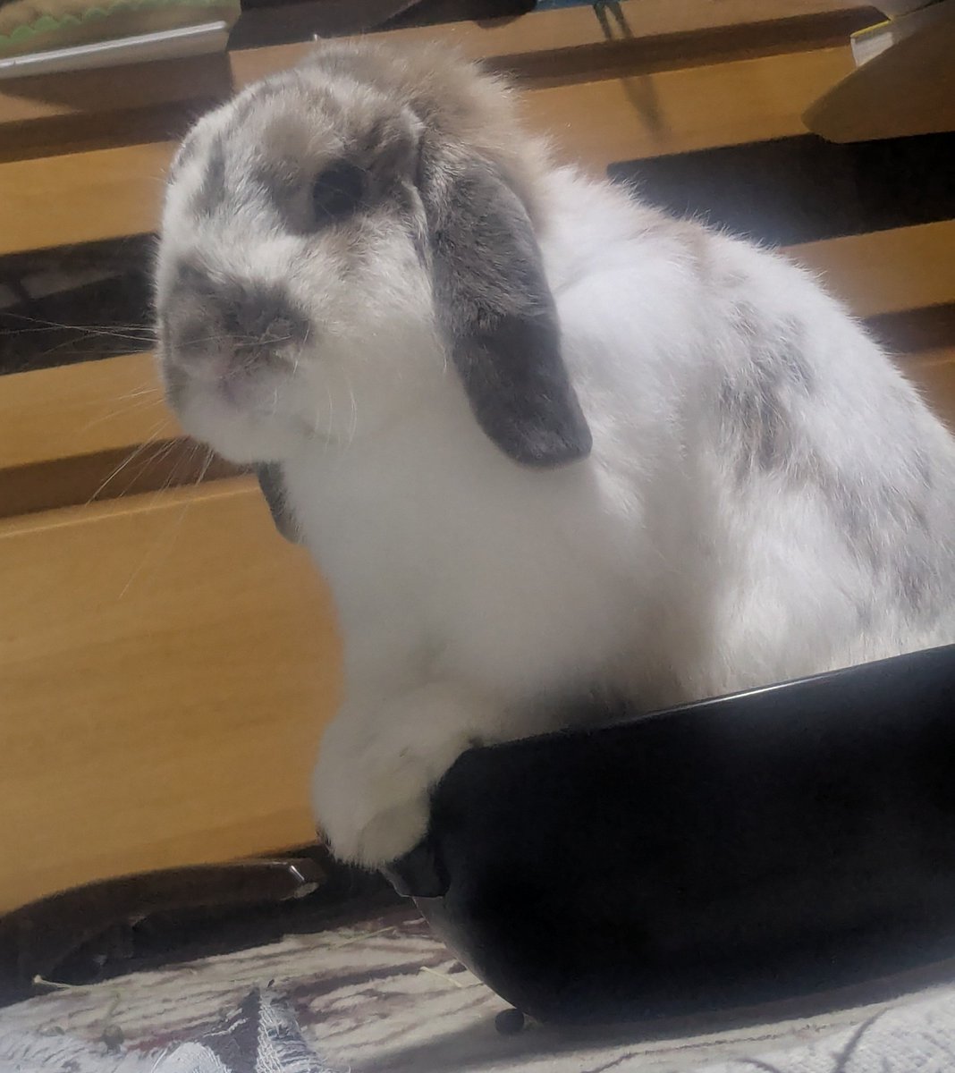 omoti402's tweet photo. #国際うさぎの日 らしい🐰 https://t.co/SgkDU7dMxk