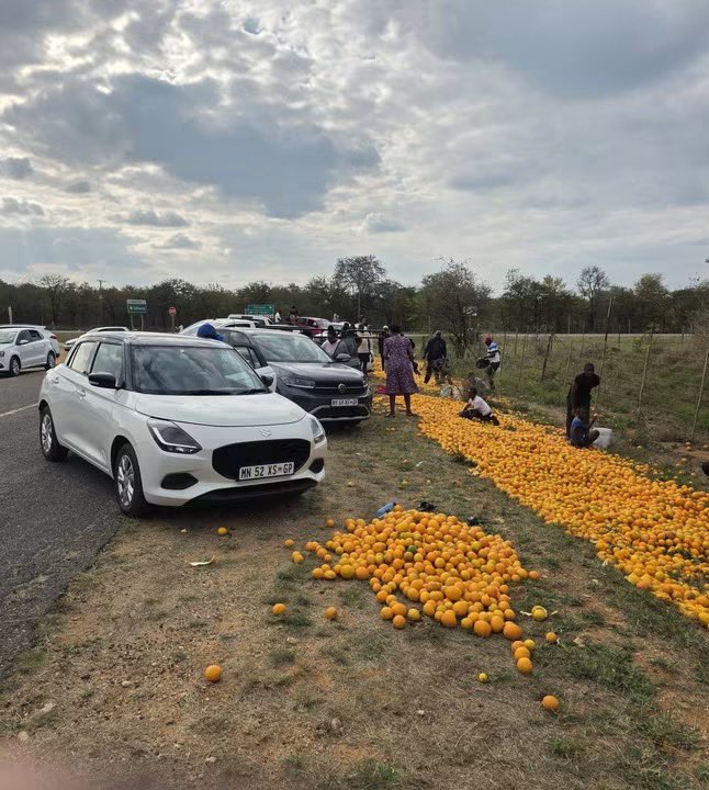 GershomSA's tweet photo. Orange farmers around Limpopo are giving back to their communities by making oranges available for free. 🍊

This creates a great opportunity for people to start small businesses, generate an income, and support their families. Sometimes, a small opportunity can be the beginning of something much bigger. 🙏🏽🍊