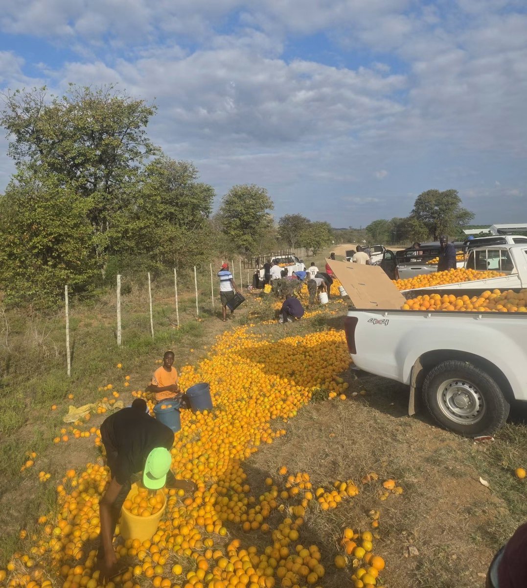 GershomSA's tweet photo. Orange farmers around Limpopo are giving back to their communities by making oranges available for free. 🍊

This creates a great opportunity for people to start small businesses, generate an income, and support their families. Sometimes, a small opportunity can be the beginning of something much bigger. 🙏🏽🍊