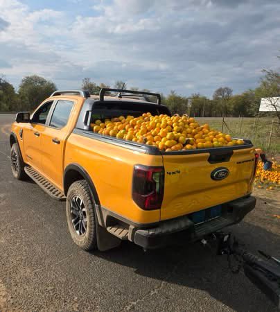 GershomSA's tweet photo. Orange farmers around Limpopo are giving back to their communities by making oranges available for free. 🍊

This creates a great opportunity for people to start small businesses, generate an income, and support their families. Sometimes, a small opportunity can be the beginning of something much bigger. 🙏🏽🍊