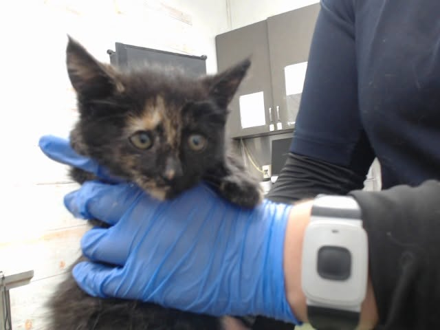A small tortoiseshell kitten rests on the blue-gloved hand of a person in dark clothing, who is also wearing a smartwatch.
