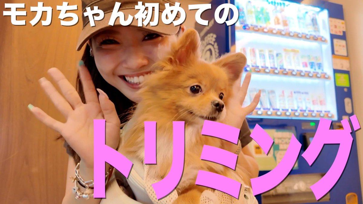 amikabu_'s tweet photo. 今日のあみか部は！

愛犬もかちゃん初トリミング大成功すぎて飼い主メロメロww

YouTubeみてね↓↓↓
https://t.co/5bEj3VSrQo https://t.co/9JIWQp009e