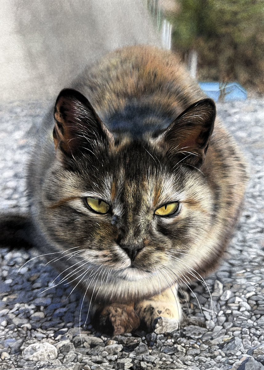 huwahuwa1_25's tweet photo. 色鉛筆で、堤防で見かけた猫ちゃん描きました〜！🐱✍
細かかった〜〜 https://t.co/9fhZ2uePeo