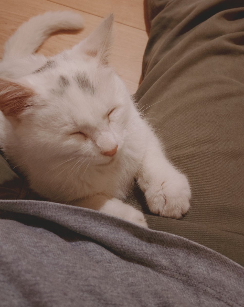 1n_Dying_Days's tweet photo. ご飯食べてウンチもしてご満悦🐱 https://t.co/YFSkRYVzqk