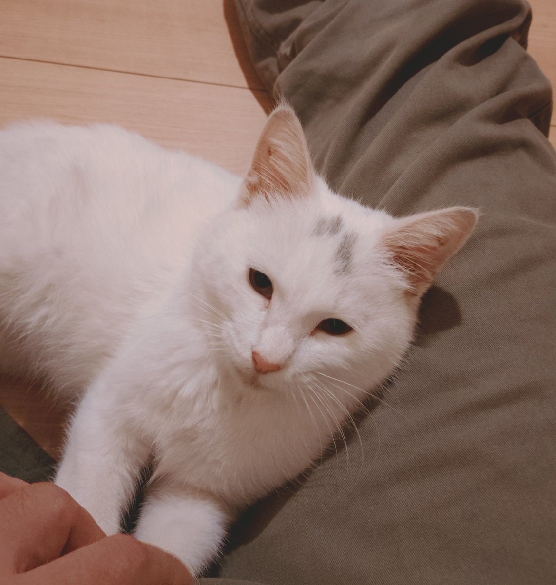 1n_Dying_Days's tweet photo. ご飯食べてウンチもしてご満悦🐱 https://t.co/YFSkRYVzqk