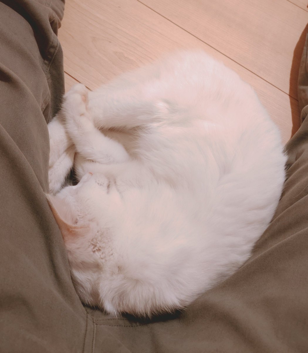 1n_Dying_Days's tweet photo. ご飯食べてウンチもしてご満悦🐱 https://t.co/YFSkRYVzqk